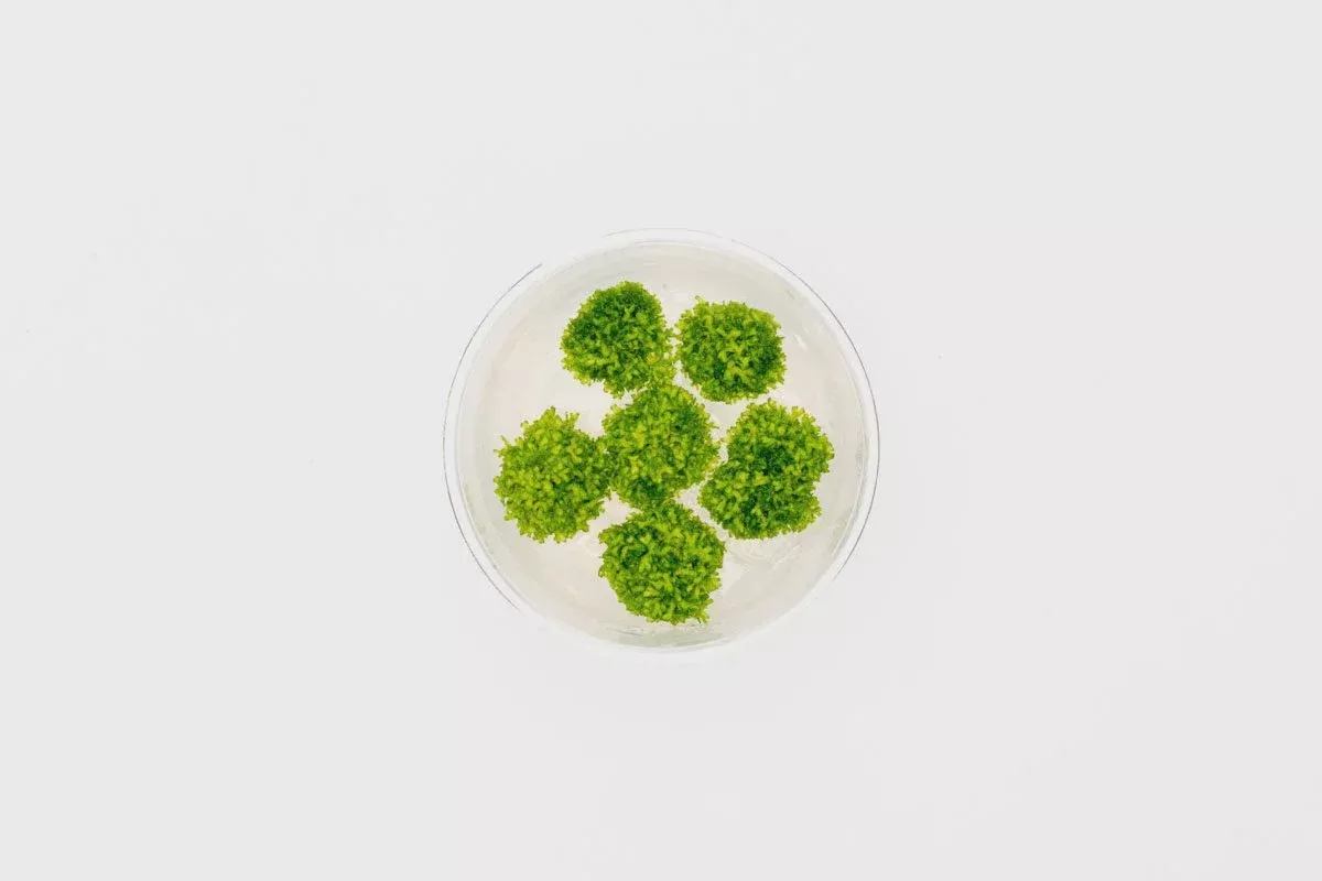 Riccia Fluitans (Crystalwort)