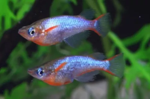 * Rice Fish Blue Eye Daisy *PLEASE CONTACT FOR AVAILABILITY BEFORE ORDERING *LOCAL ONLY, NO OUT OF STATE SHIPPING
