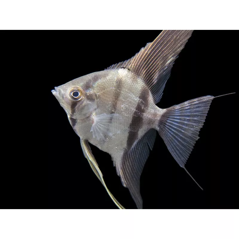 Rio Xingu Angelfish (Pterophyllum scalare), Tank-Bred