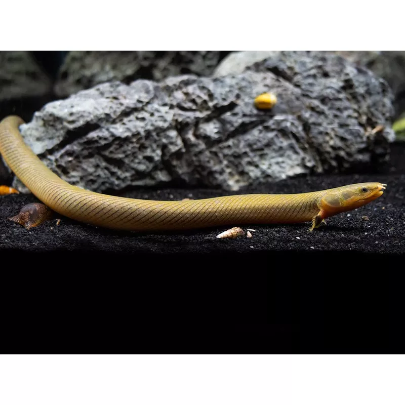 Ropefish AKA Reedfish (Erpetoichthys calabaricus)