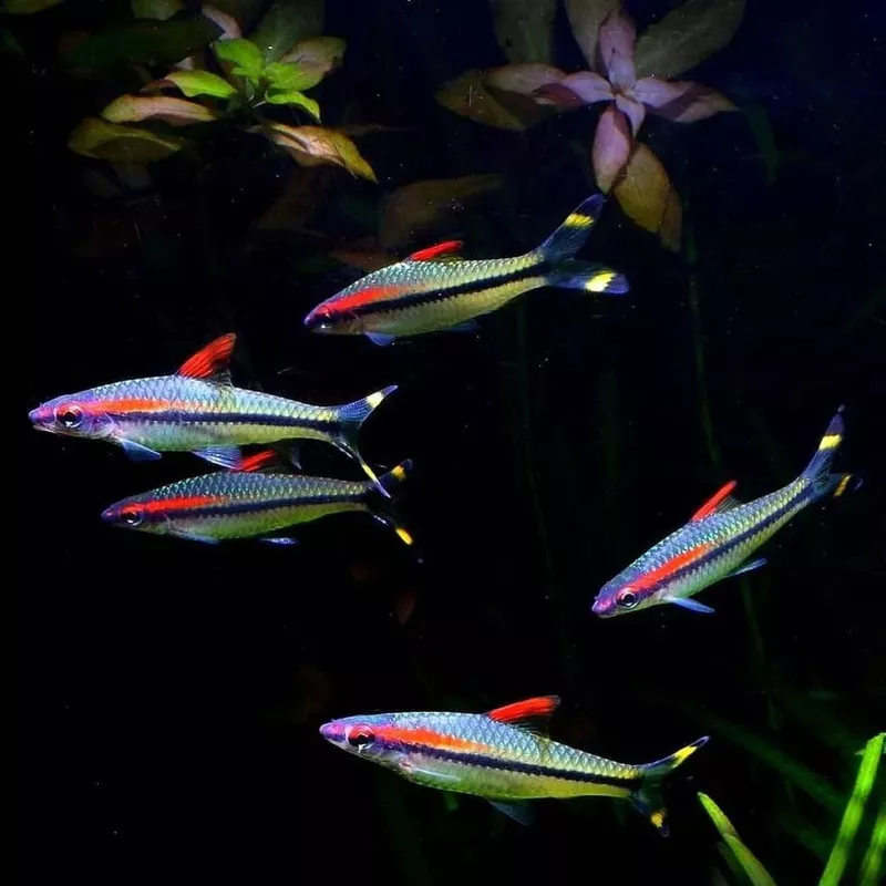 Roseline Shark/Dension