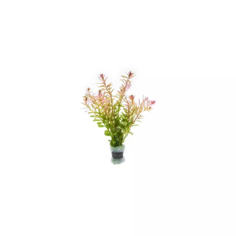 Rotala Fujian