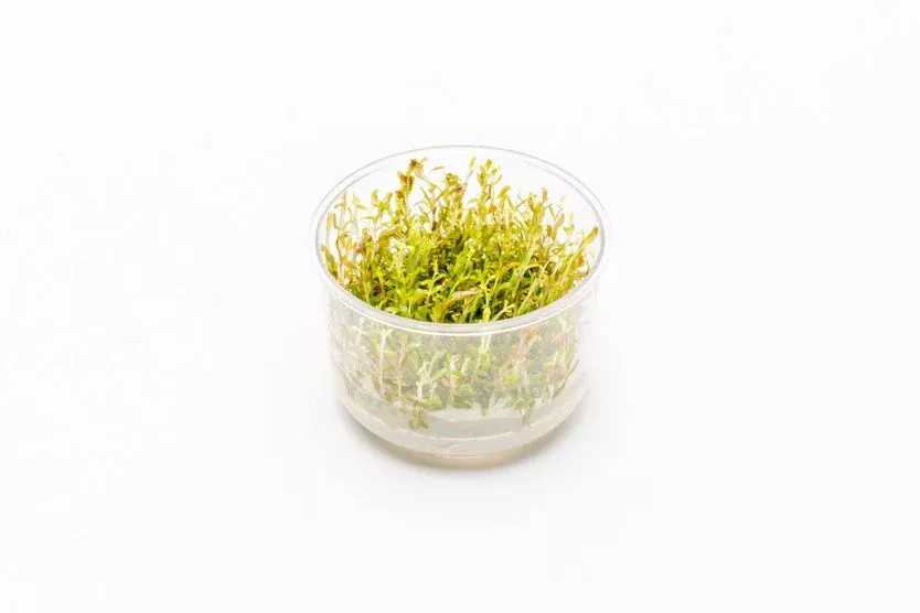 Rotala H'ra — Tissue Culture