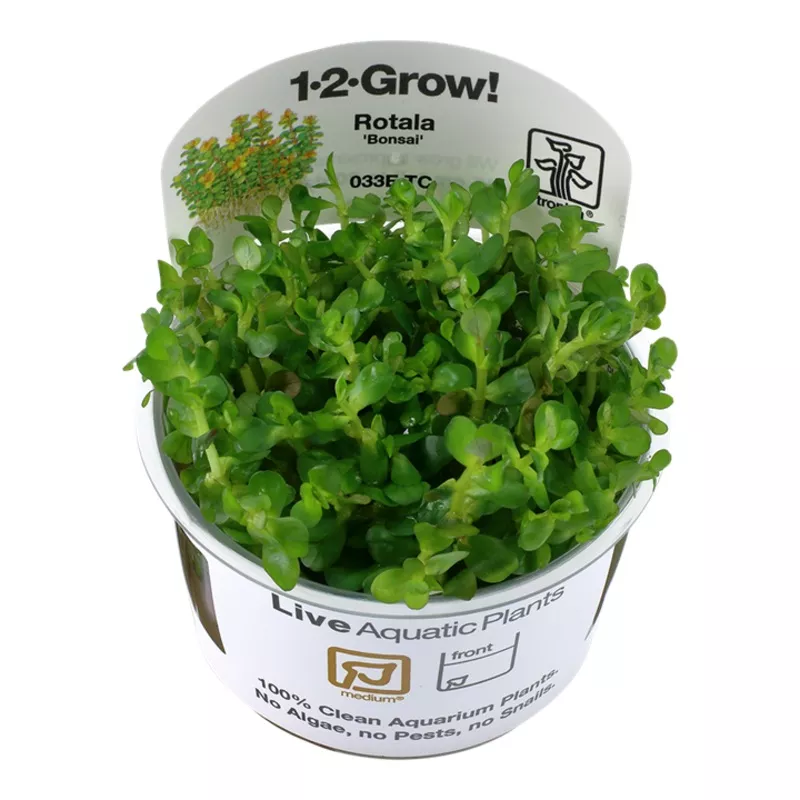 Rotala indica ‘Bonsai’ – TC