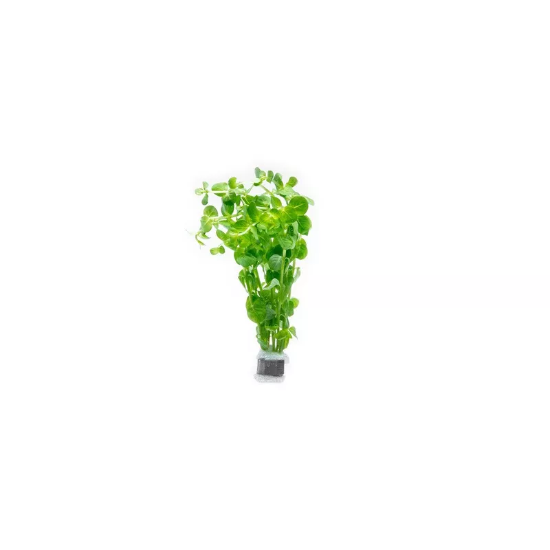 Rotala Indica Green