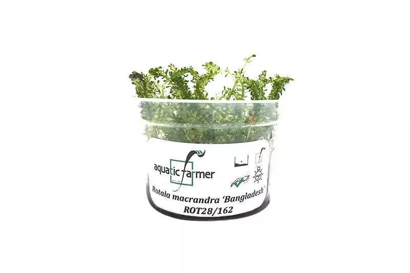 Rotala Macrandra ‘Bangladesh’ — Tissue Culture