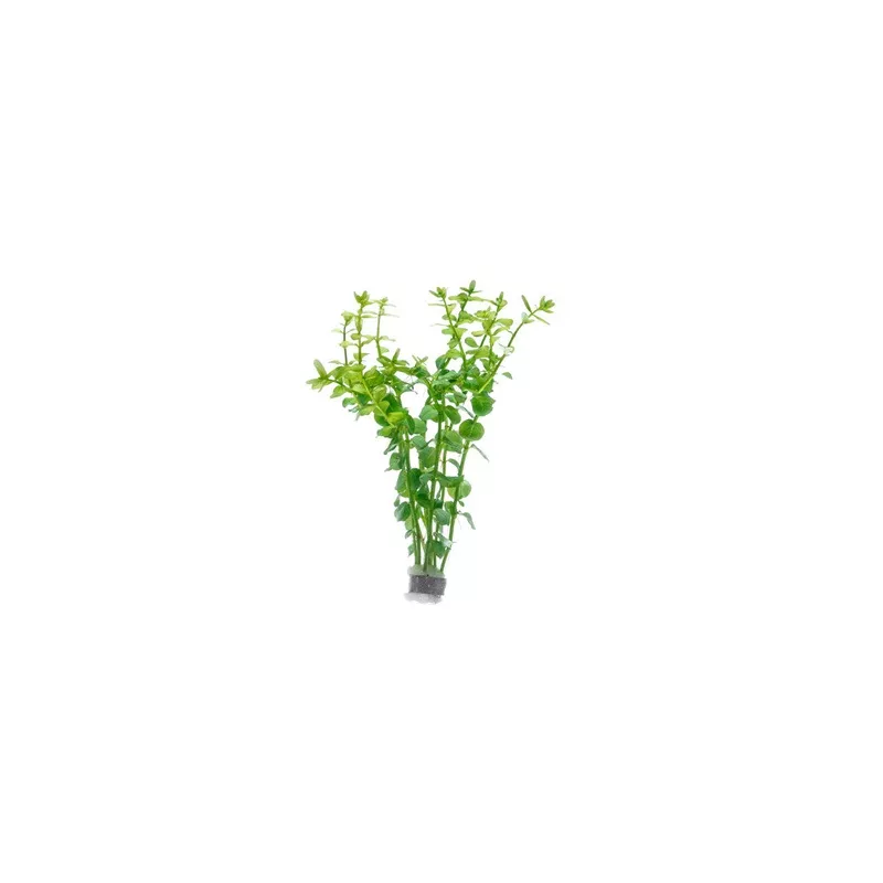 Rotala Macrandra Green