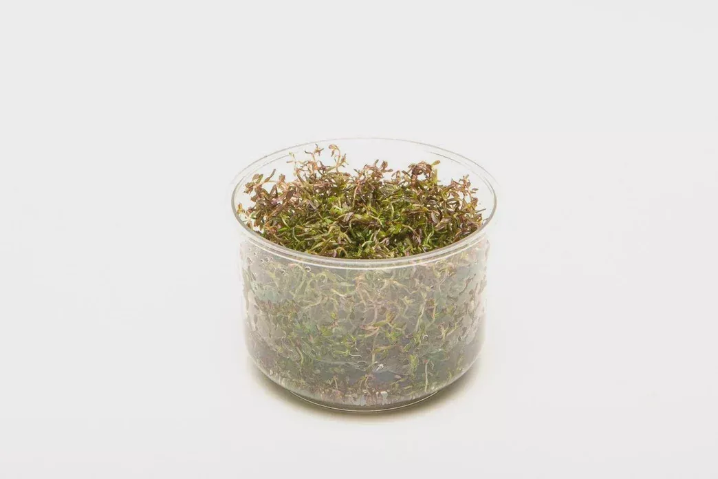 Rotala Macrandra ‘Mini Red’ — Tissue Culture