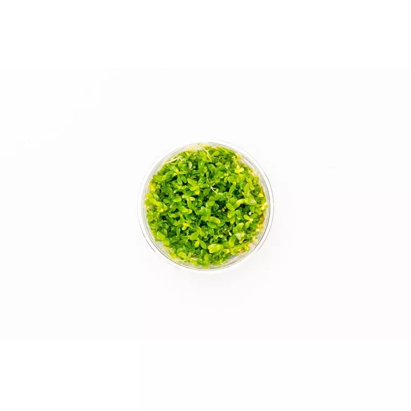 Rotala Manipurensis Tissue Culture
