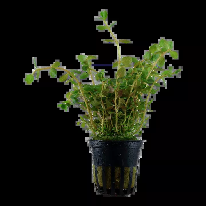 Rotala rotundifolia by Tropica