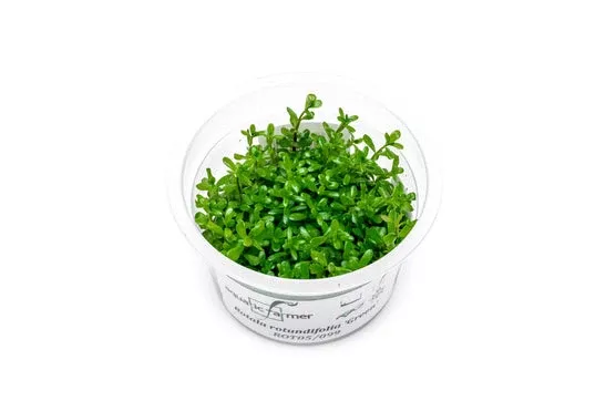 Rotala Rotundifolia ‘Green’ — Tissue Culture