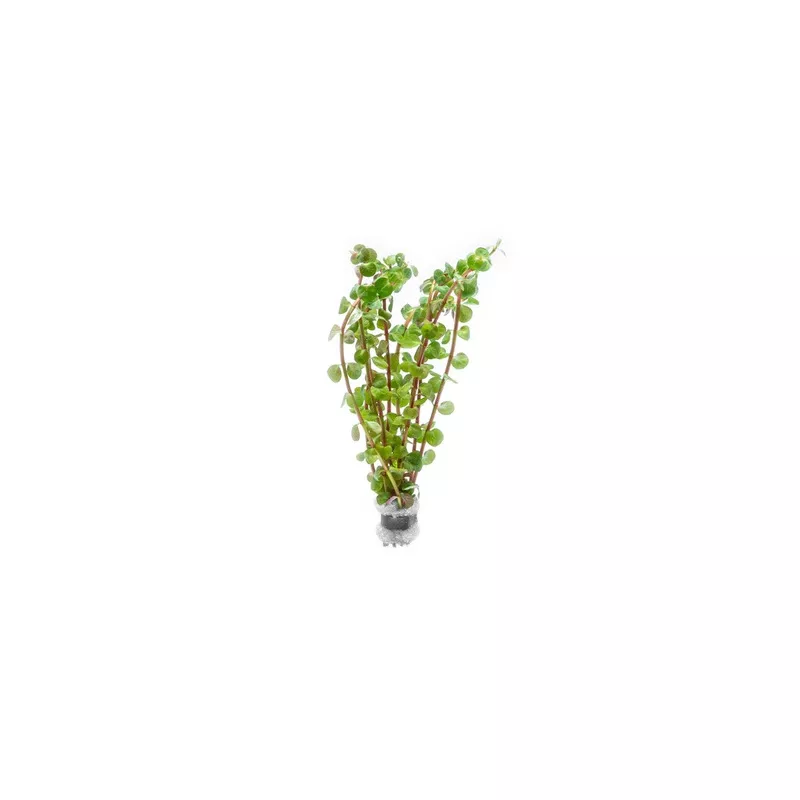 Rotala Wayanad
