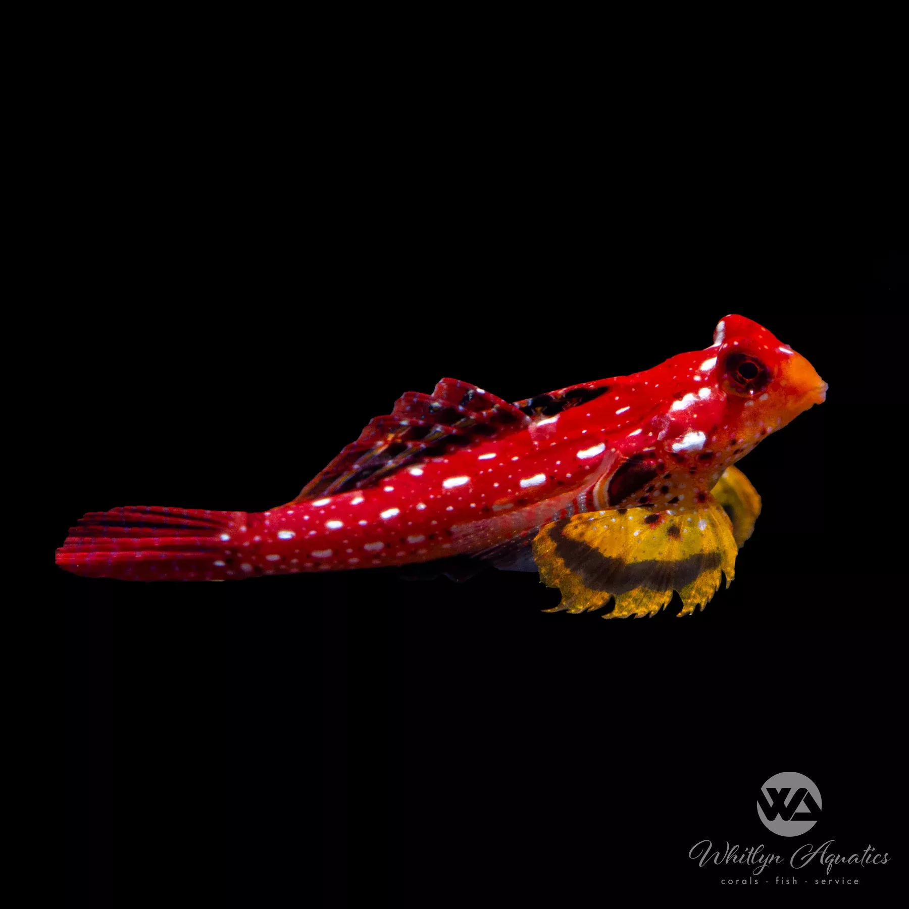 Ruby Red Dragonet (Synchiropus sycorax)