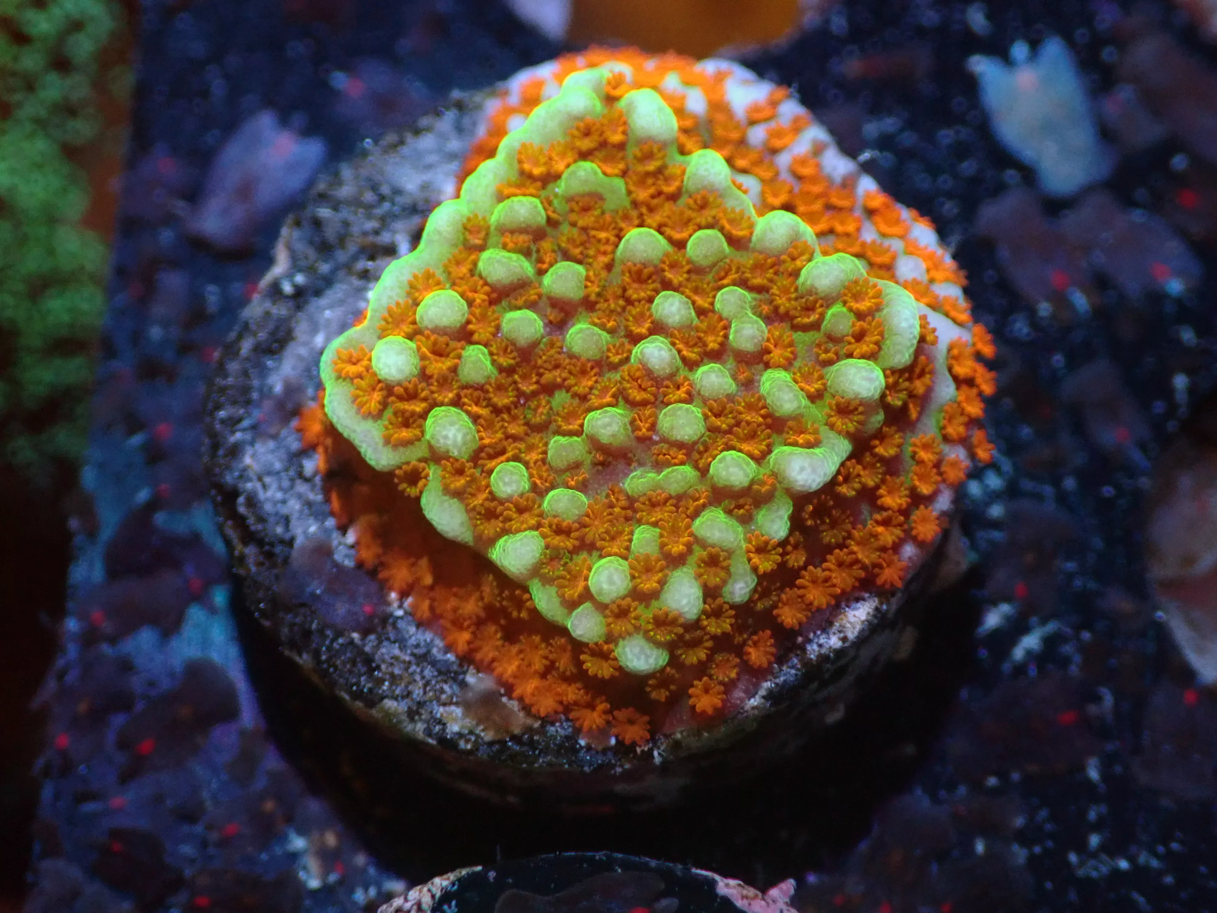 RWZ JF Aquaman Montipora 7/10/24 ended