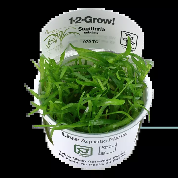 Sagittaria subulata TC by Tropica
