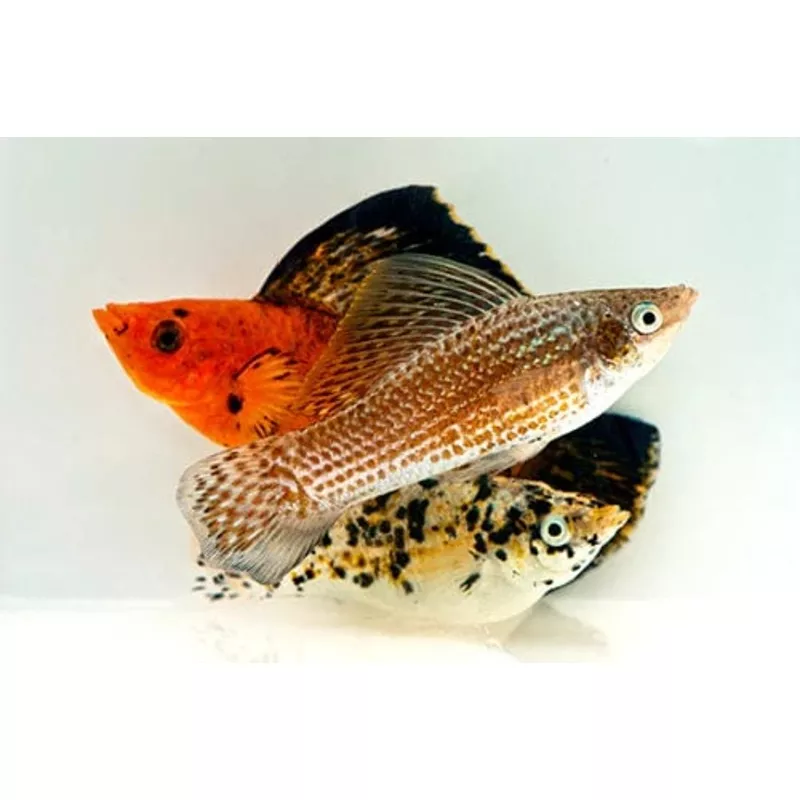 Sailfin Molly Mixed Colors