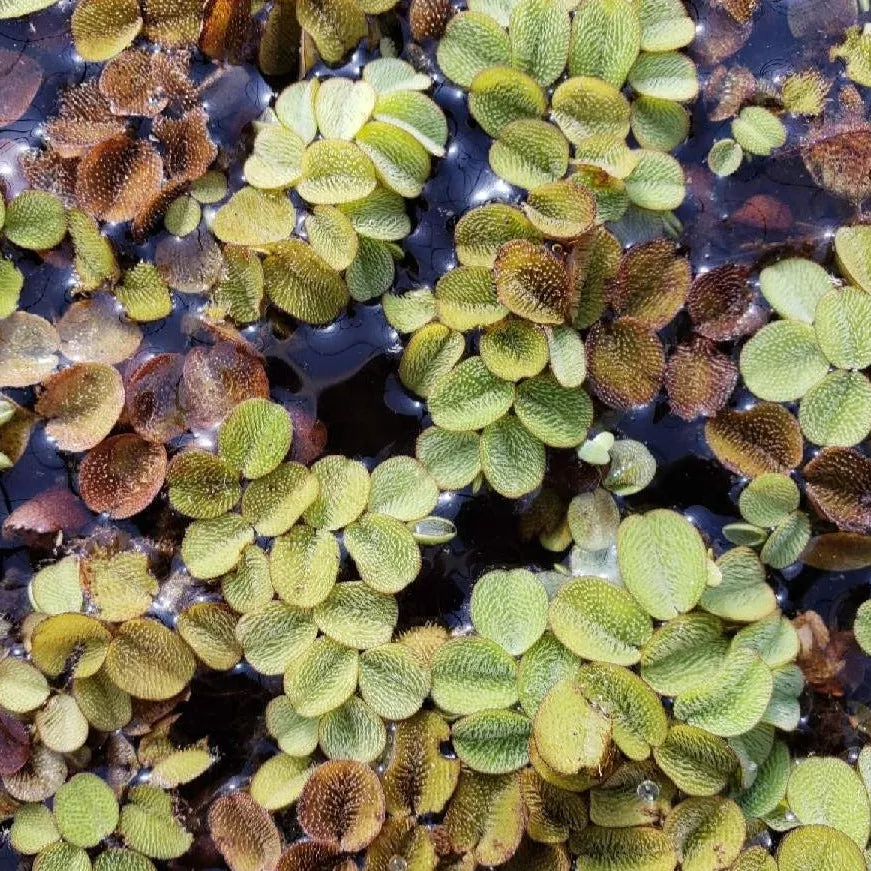 Salvinia – 1/2 Cup Portion