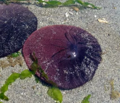 Sand Dollar Urchin