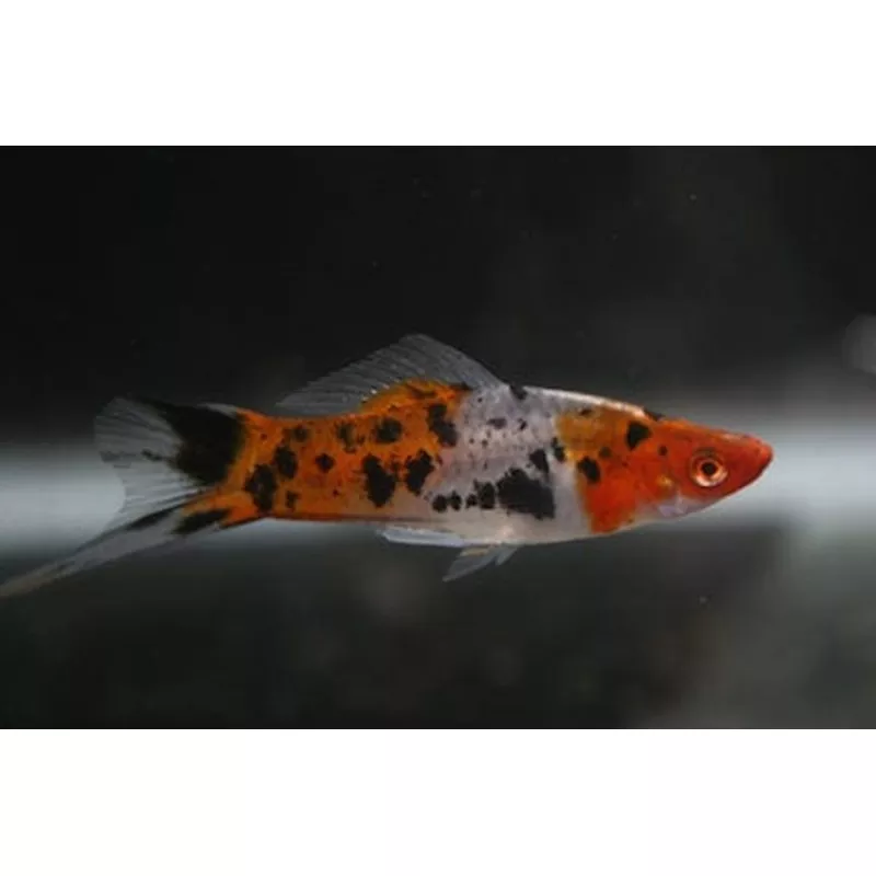 Sanke Koi Swordtail