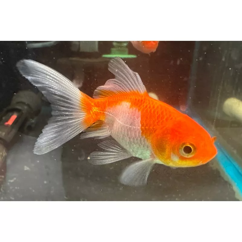 Sarasa Fantail Goldfish 2.5″ – 3.0″