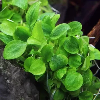 Schismatoglottis Prietoi — Tissue Culture