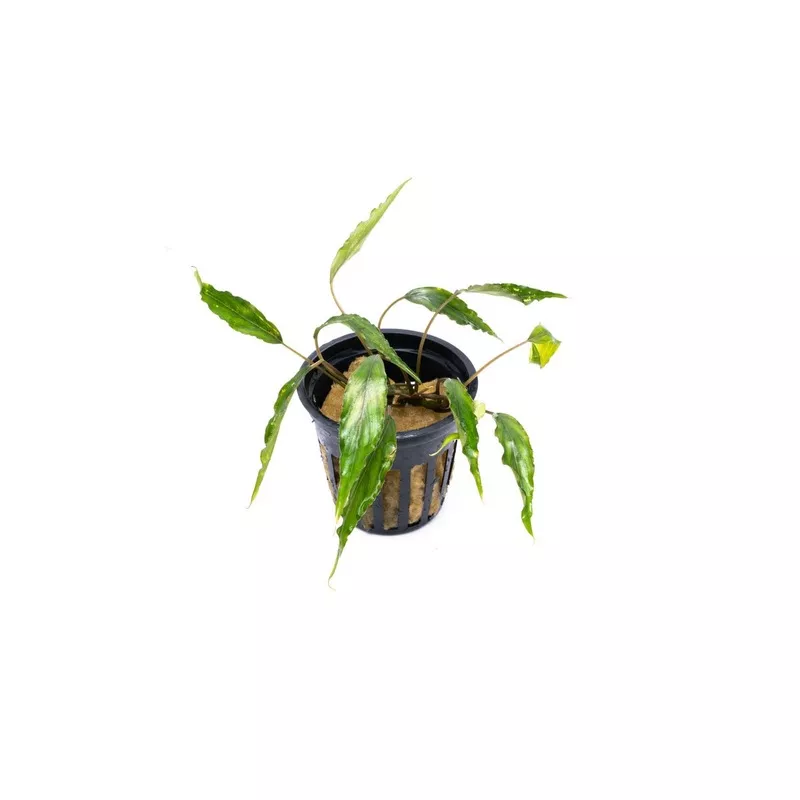 Schismatoglottis Roseospatha