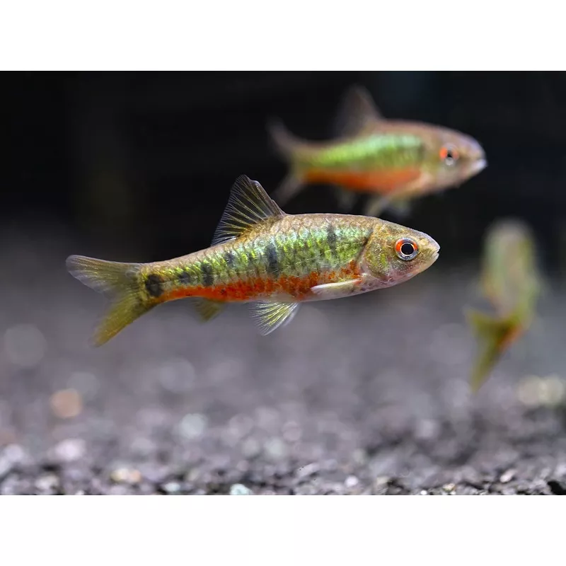 Schuberti Barb (Barbodes semifasciolatus var. schuberti)Tank-Bred
