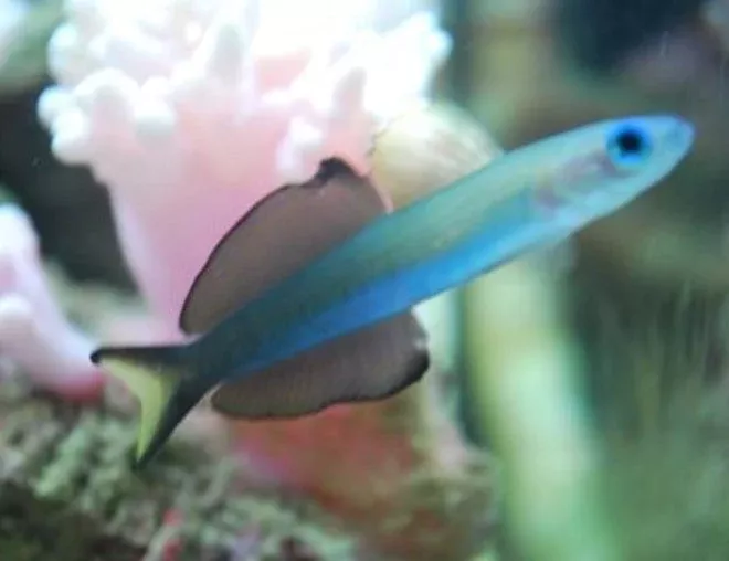 Scissortail Goby
