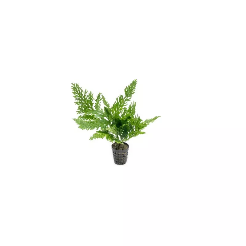 Selaginella Willdenowii