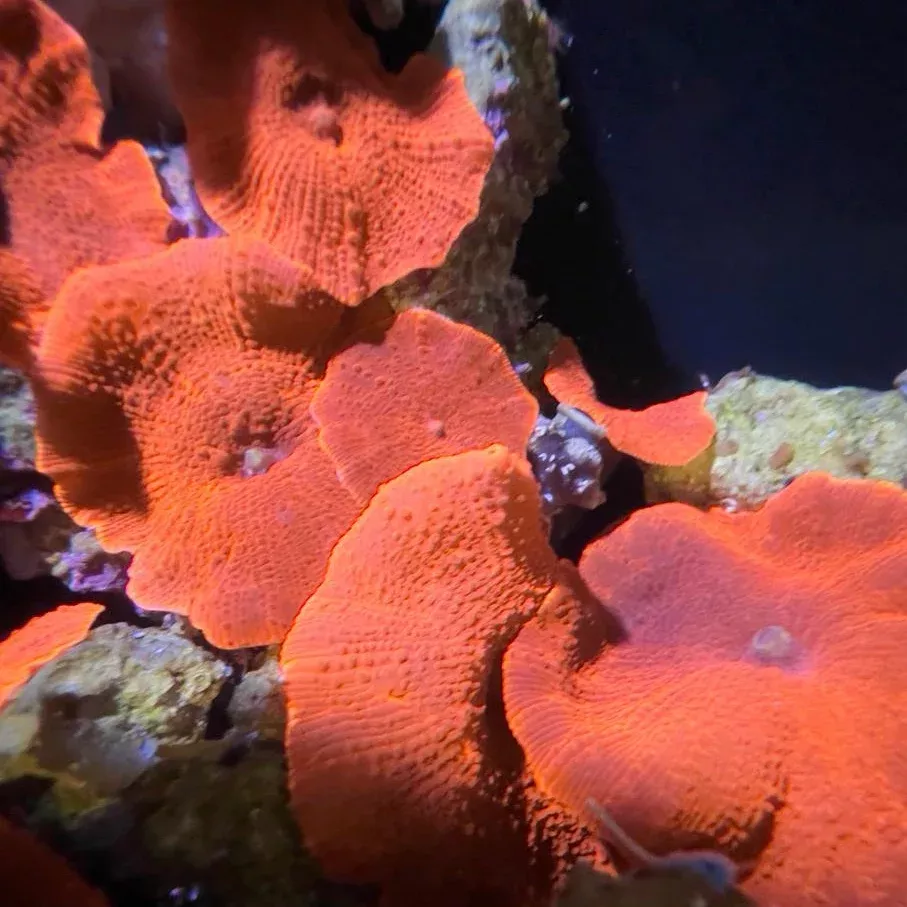 Single Red Mushroom