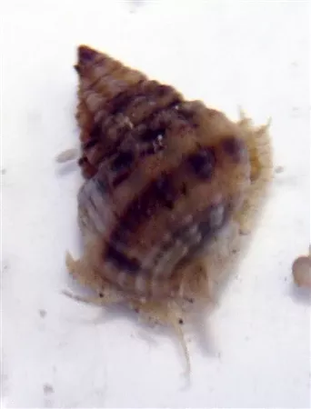 Small Nassarius Snail 20 Pack