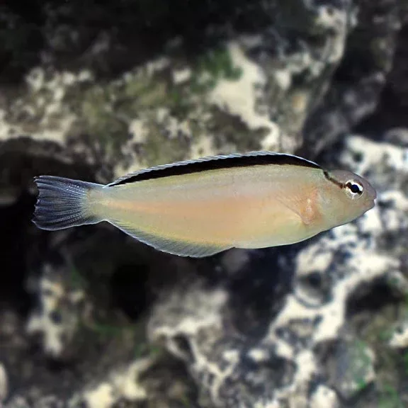 Smith's Blenny (Meiacanthus smithii)