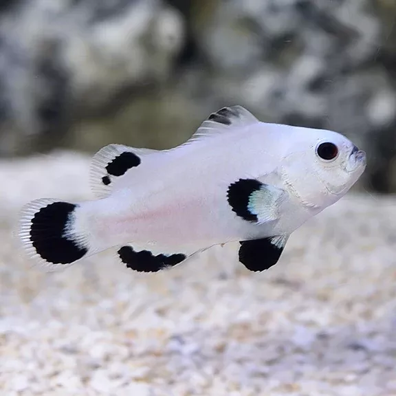 Snow Storm Ocellaris Clownfish - tank raised