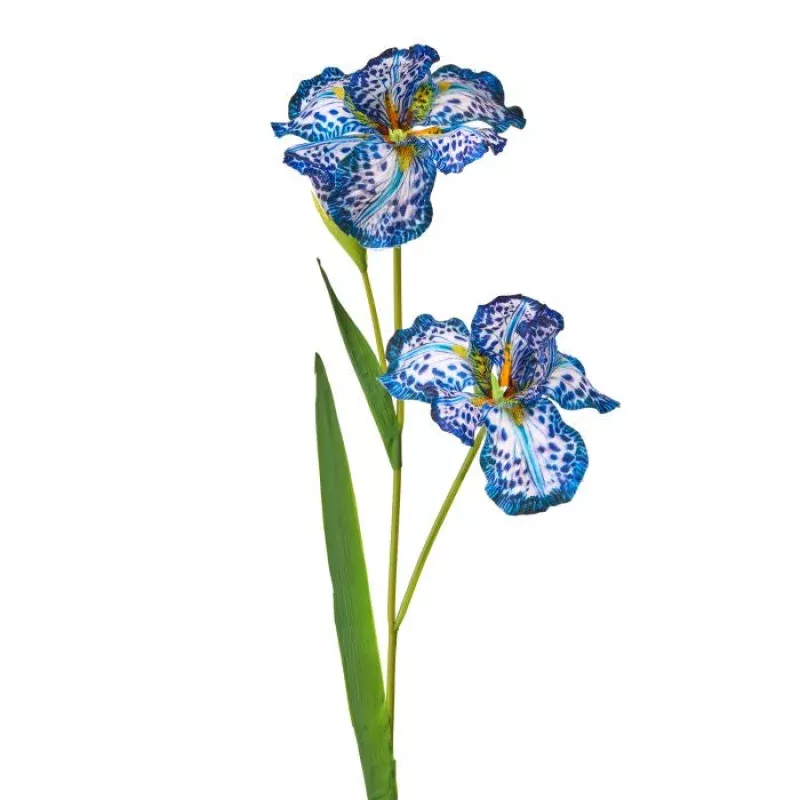 Spotted Iris X2 + Bud 35