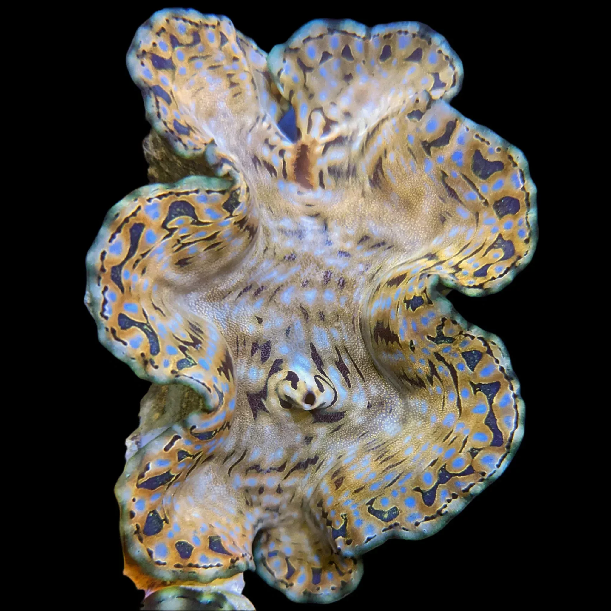 Squamosa Clam – Aquacultured
