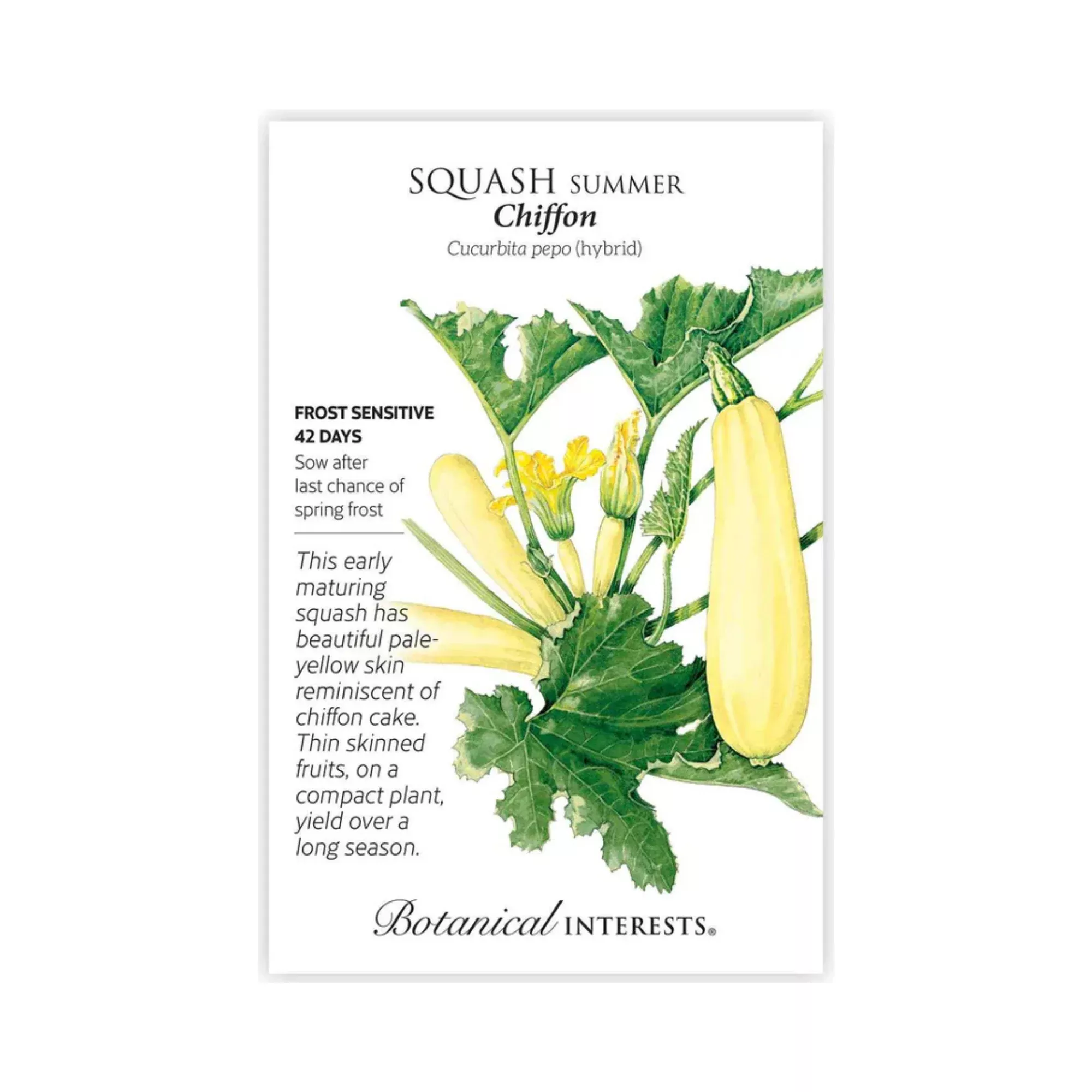 Squash Summer Chiffon hybrid