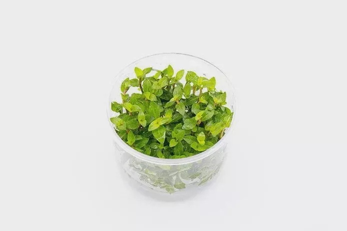 Staurogyne Repens — Potted