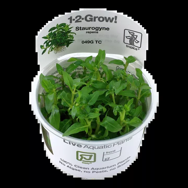 Staurogyne repens TC by Tropica