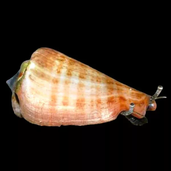 Strawberry Conch
