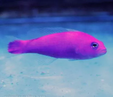 Strawberry Dottyback