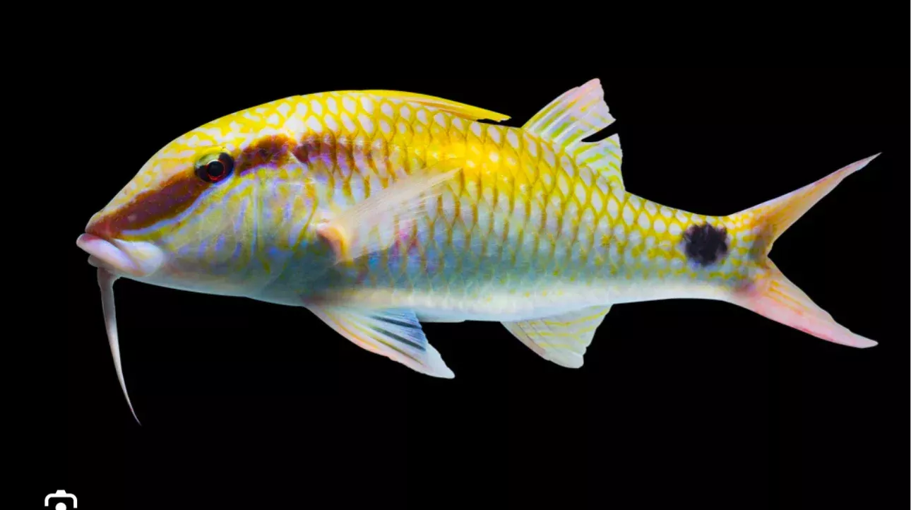 Striped Goatfish