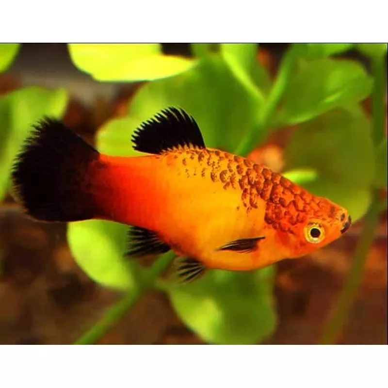 Sunset Fire Wag Platy