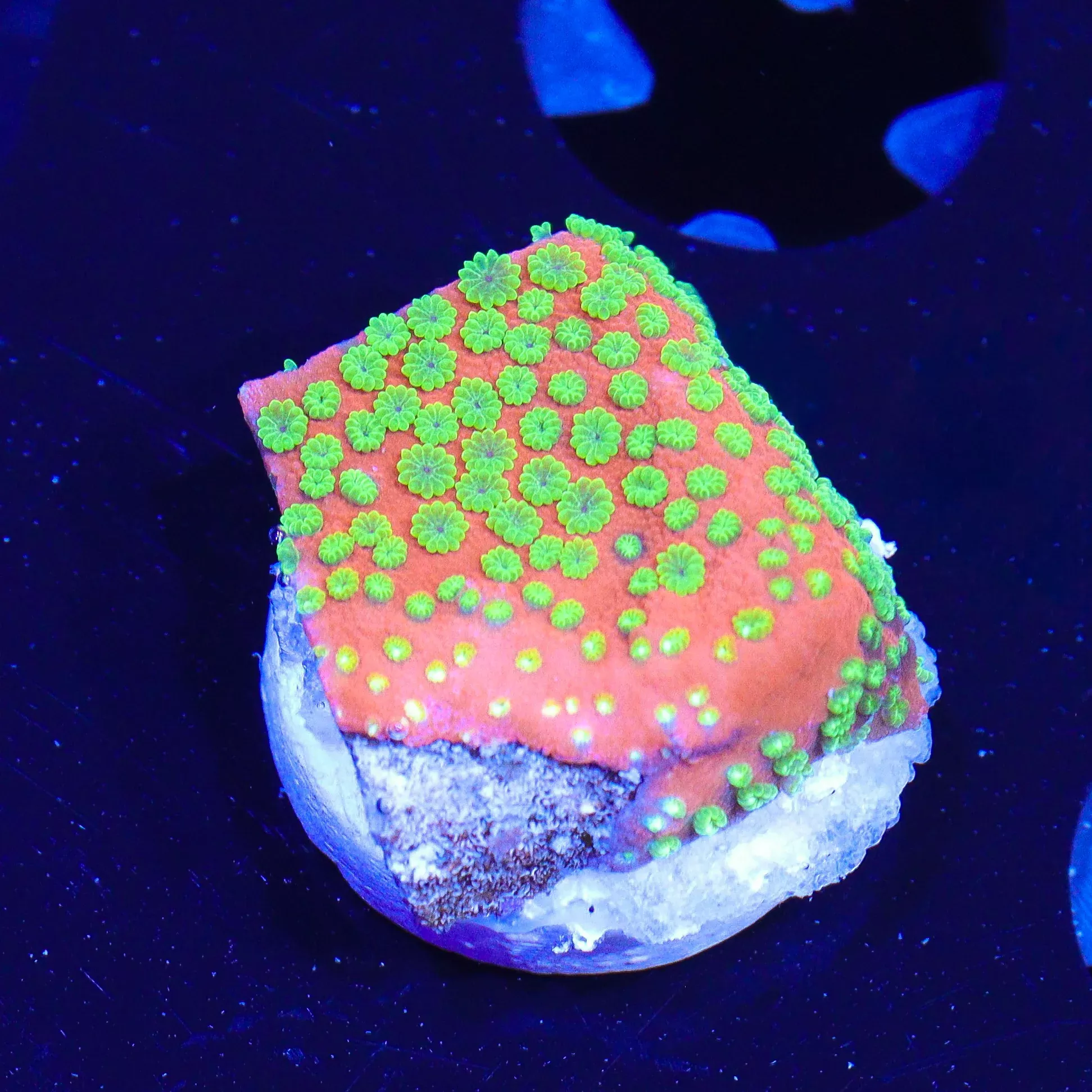 Sunset Montipora - Value Sized
