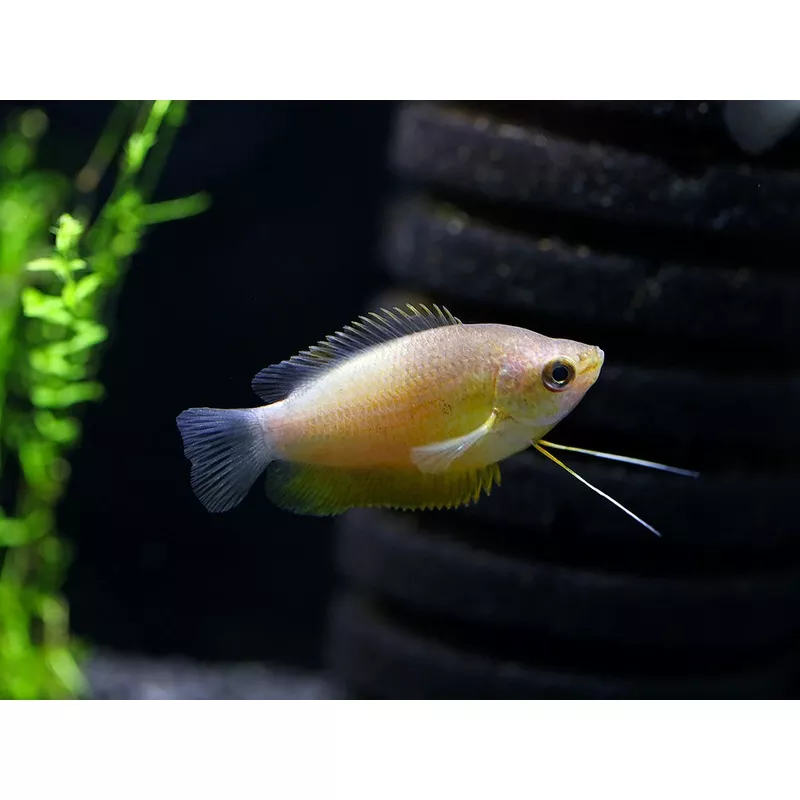 Sunset Thicklip Gourami (Trichogaster labiosa) – Tank Bred