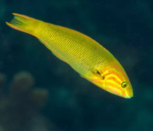Sunset Wrasse