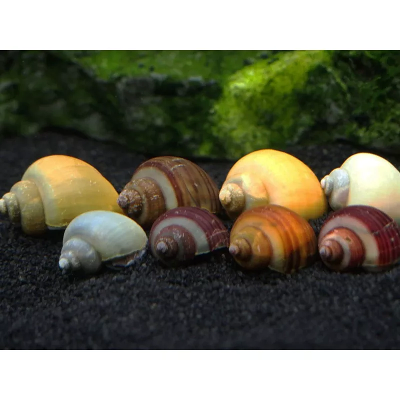 SUPER DELUXE Multi-Color Mystery Snail Combo Pack (Pomacea bridgesii) – Tank-Bred!