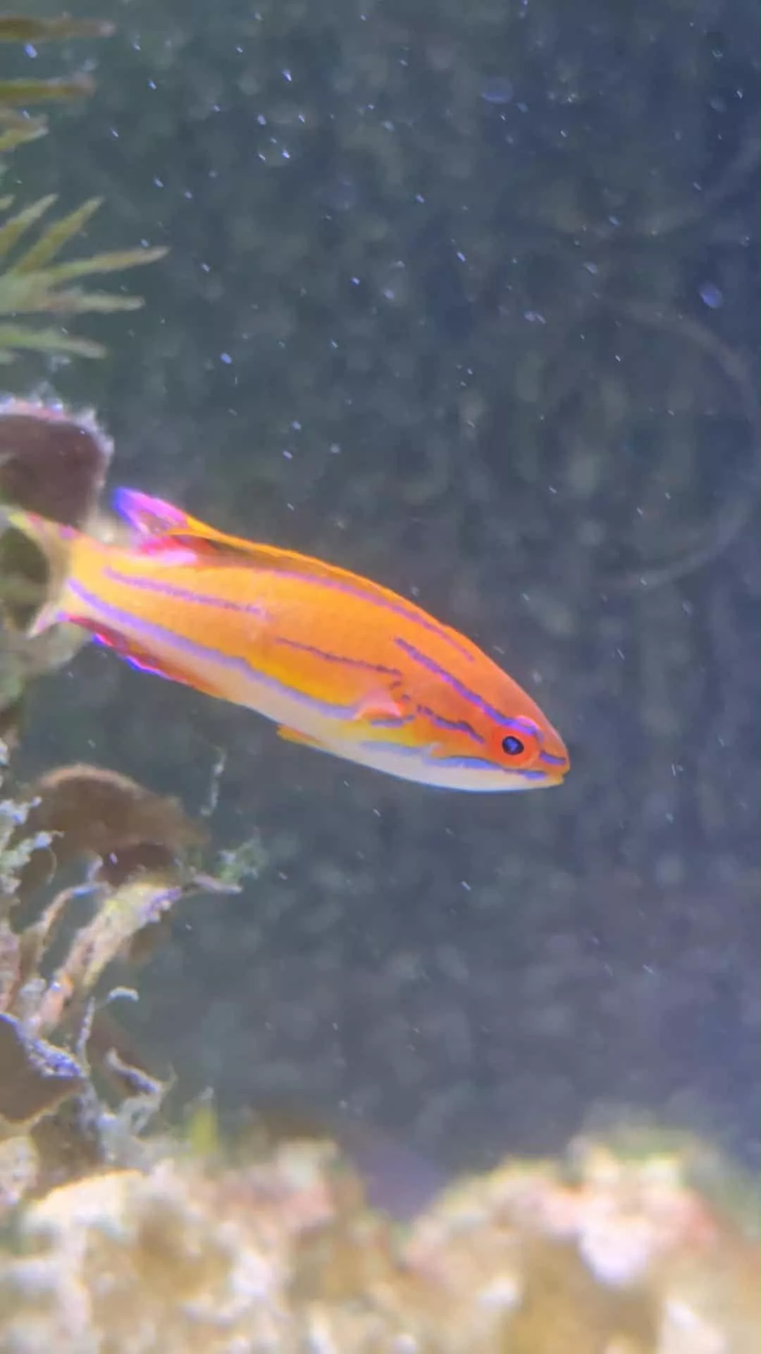 Super McCosker's Flasher Wrasse