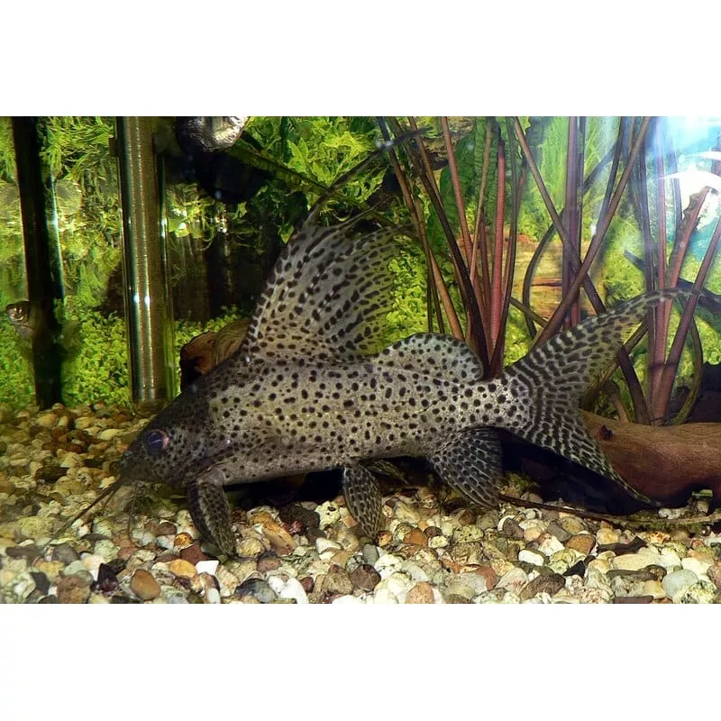 Synodontis eupterus (3.5″-5″)