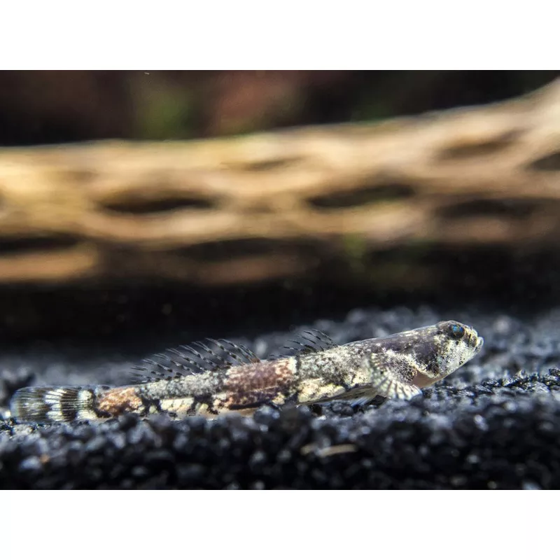Taiwanese Dragon Micro Goby (Schismatogobius ampluvinculus)