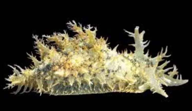 Tassled Sea Hare Nudibranchs